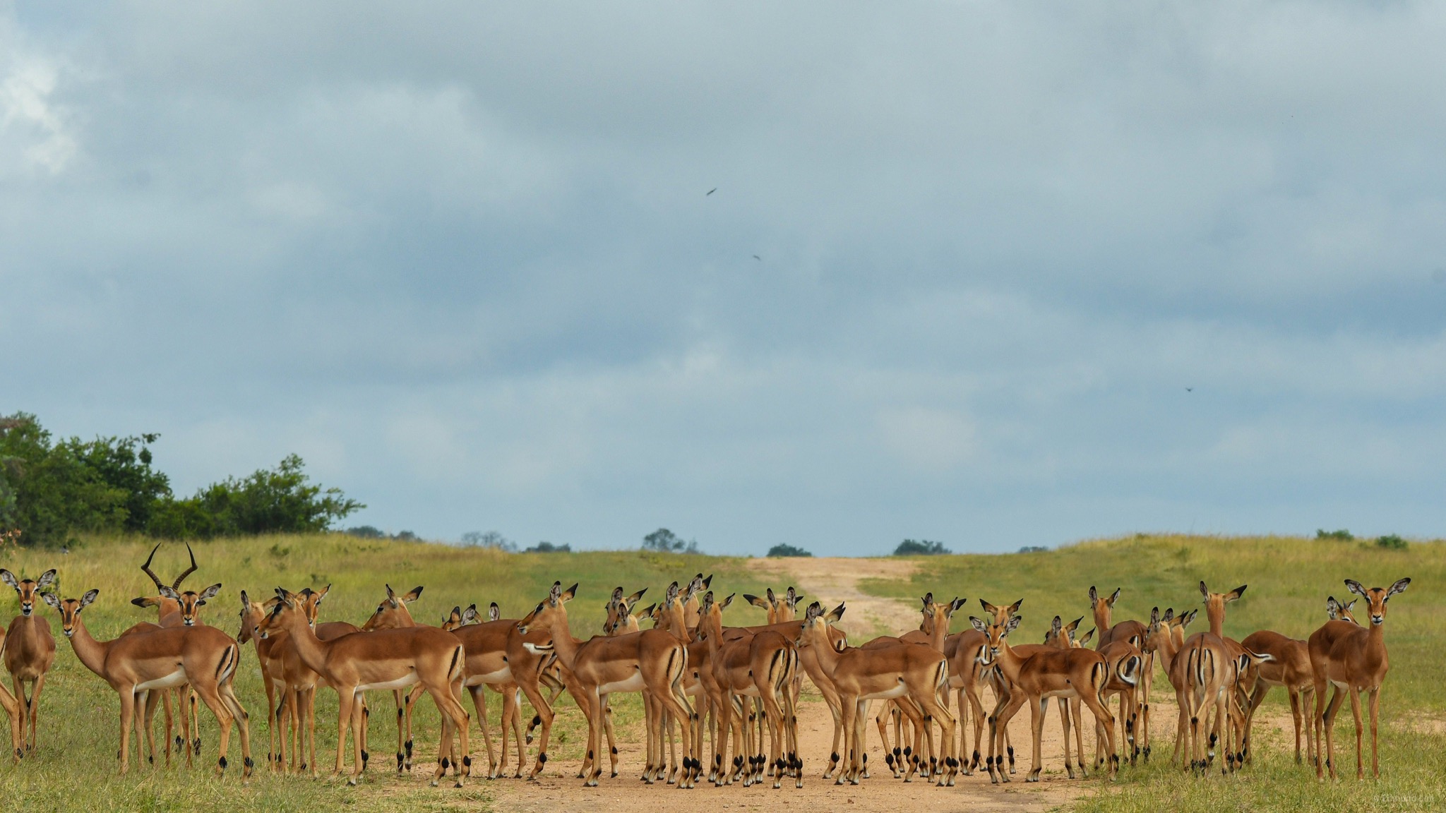 Queen Elizabeth National Park